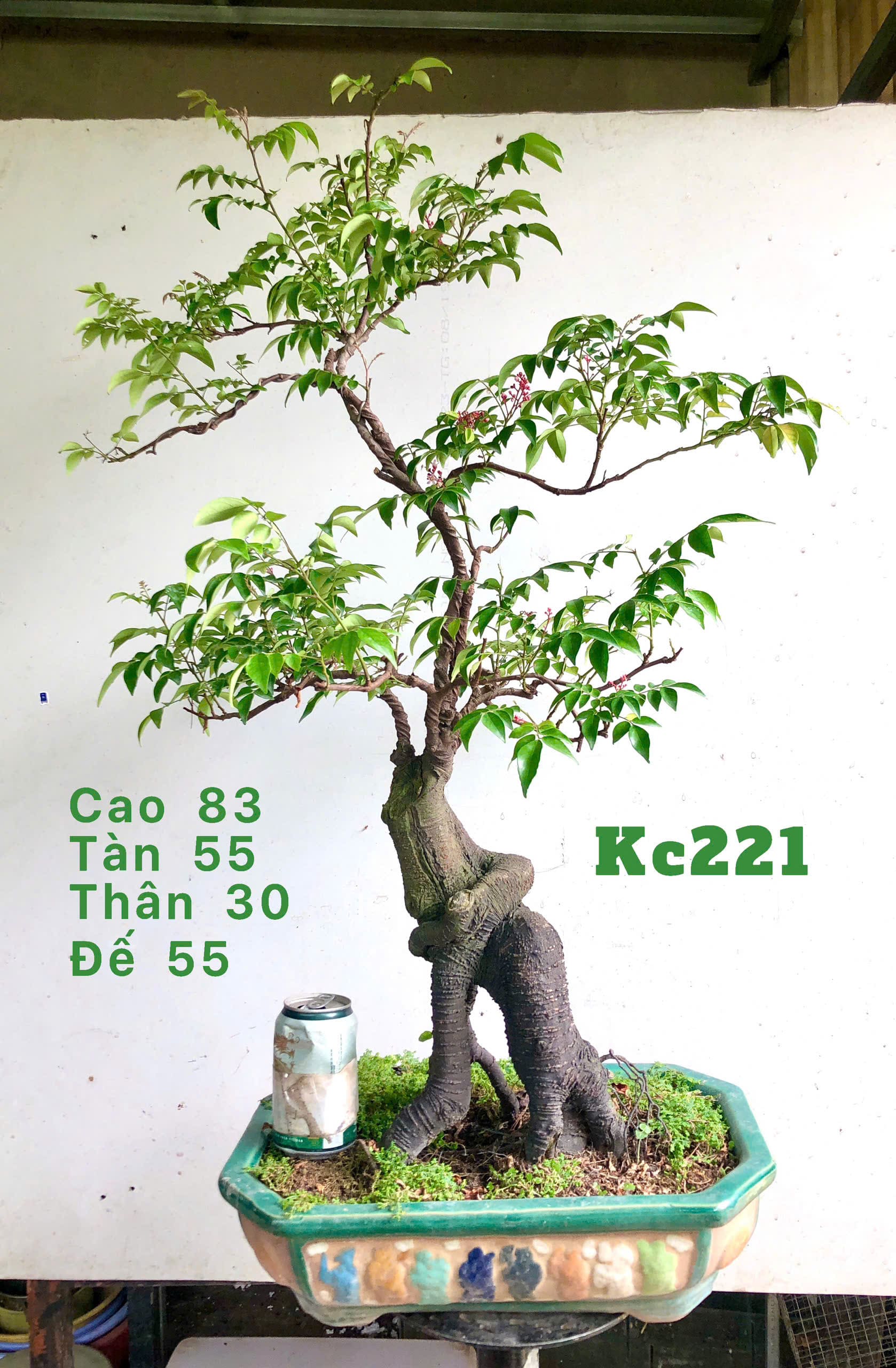 Tổng hợp cây bonsai để bàn
